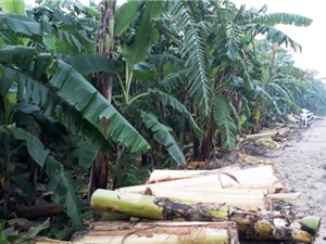 Xử lý phụ phẩm chuối bằng vi khuẩn 